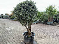 Olijfboom bolvorm - olea europaea - hoogte ca. 180 cm - afbeelding 5 van  8