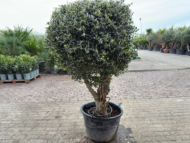Olijfboom bolvorm - olea europaea - hoogte ca. 180 cm - afbeelding 6 van  8