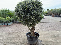 Olijfboom bolvorm - olea europaea - hoogte ca. 180 cm - afbeelding 6 van  8