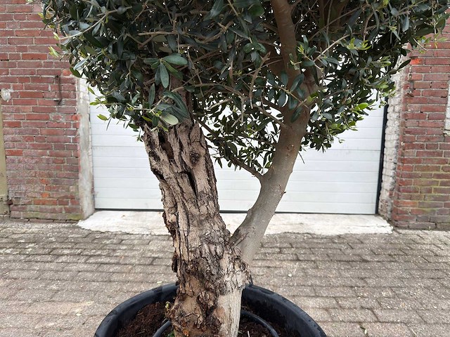 Olijfboom bolvorm - olea europaea - hoogte ca. 180 cm - afbeelding 7 van  8