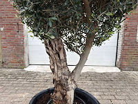 Olijfboom bolvorm - olea europaea - hoogte ca. 180 cm - afbeelding 7 van  8