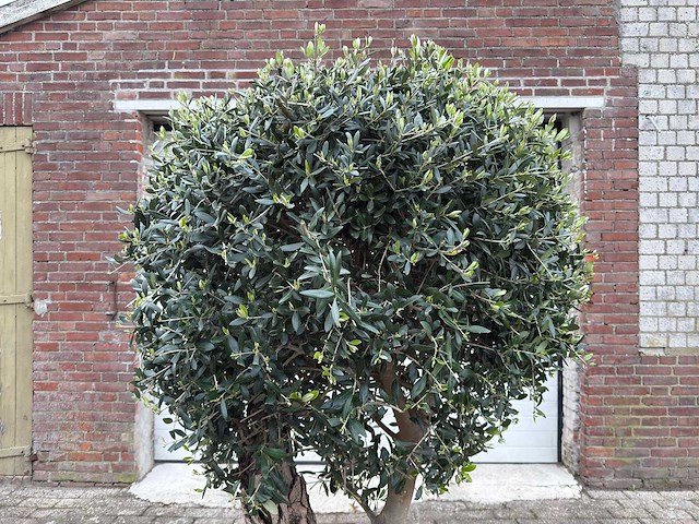 Olijfboom bolvorm - olea europaea - hoogte ca. 180 cm - afbeelding 8 van  8