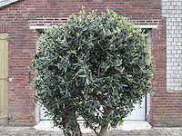 Olijfboom bolvorm - olea europaea - hoogte ca. 180 cm - afbeelding 8 van  8