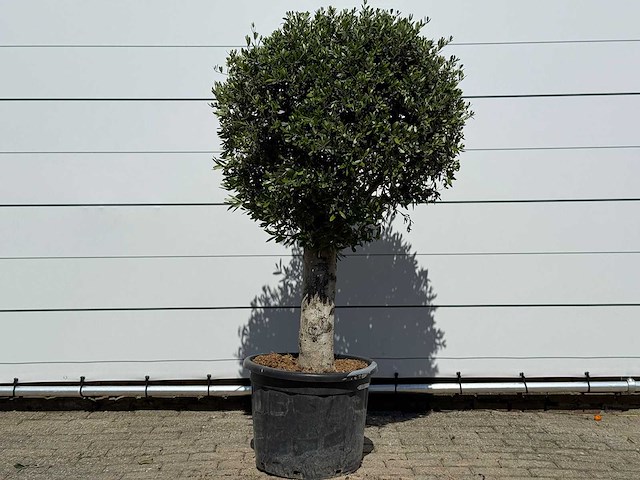 Olijfboom bolvorm l - olea europaea - ca. 40 jaar oud - hoogte ca. 180 cm - afbeelding 1 van  4