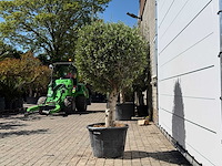 Olijfboom bolvorm l - olea europaea - ca. 40 jaar oud - hoogte ca. 180 cm - afbeelding 2 van  4