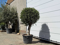 Olijfboom bolvorm l - olea europaea - ca. 40 jaar oud - hoogte ca. 180 cm - afbeelding 3 van  4