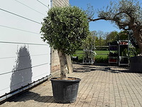 Olijfboom bolvorm l - olea europaea - ca. 40 jaar oud - hoogte ca. 180 cm - afbeelding 4 van  4