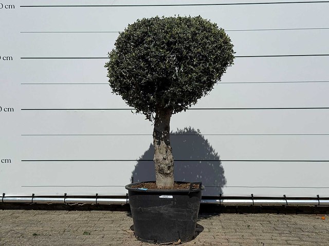 Olijfboom bolvorm l - olea europaea - ca. 40 jaar oud - hoogte ca. 180 cm - afbeelding 1 van  7