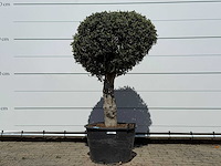 Olijfboom bolvorm l - olea europaea - ca. 40 jaar oud - hoogte ca. 180 cm - afbeelding 1 van  7