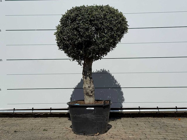 Olijfboom bolvorm l - olea europaea - ca. 40 jaar oud - hoogte ca. 180 cm - afbeelding 2 van  7