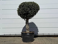 Olijfboom bolvorm l - olea europaea - ca. 40 jaar oud - hoogte ca. 180 cm - afbeelding 2 van  7