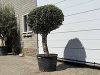 Olijfboom bolvorm l - olea europaea - ca. 40 jaar oud - hoogte ca. 180 cm - afbeelding 3 van  7