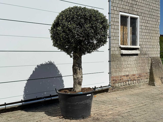 Olijfboom bolvorm l - olea europaea - ca. 40 jaar oud - hoogte ca. 180 cm - afbeelding 5 van  7