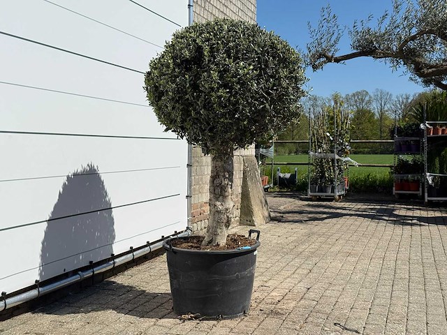 Olijfboom bolvorm l - olea europaea - ca. 40 jaar oud - hoogte ca. 180 cm - afbeelding 6 van  7