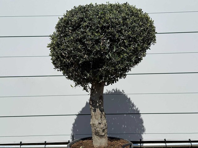 Olijfboom bolvorm l - olea europaea - ca. 40 jaar oud - hoogte ca. 180 cm - afbeelding 7 van  7