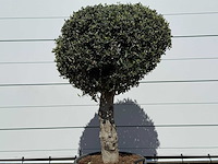 Olijfboom bolvorm l - olea europaea - ca. 40 jaar oud - hoogte ca. 180 cm - afbeelding 7 van  7