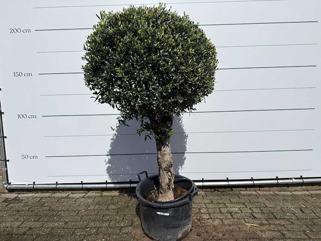 Olijfboom bolvorm l - olea europaea - ca. 40 jaar oud - hoogte ca. 200 cm - afbeelding 1 van  8