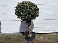 Olijfboom bolvorm l - olea europaea - ca. 40 jaar oud - hoogte ca. 200 cm - afbeelding 1 van  8