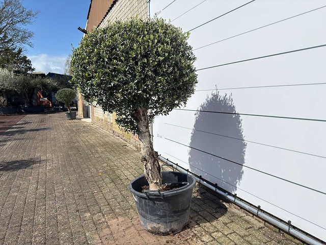 Olijfboom bolvorm l - olea europaea - ca. 40 jaar oud - hoogte ca. 200 cm - afbeelding 2 van  8