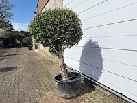 Olijfboom bolvorm l - olea europaea - ca. 40 jaar oud - hoogte ca. 200 cm - afbeelding 2 van  8