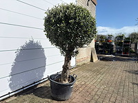 Olijfboom bolvorm l - olea europaea - ca. 40 jaar oud - hoogte ca. 200 cm - afbeelding 4 van  8