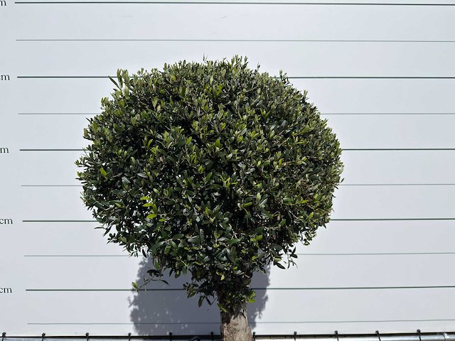 Olijfboom bolvorm l - olea europaea - ca. 40 jaar oud - hoogte ca. 200 cm - afbeelding 7 van  8