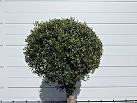 Olijfboom bolvorm l - olea europaea - ca. 40 jaar oud - hoogte ca. 200 cm - afbeelding 7 van  8