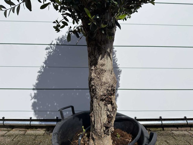 Olijfboom bolvorm l - olea europaea - ca. 40 jaar oud - hoogte ca. 200 cm - afbeelding 8 van  8