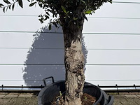 Olijfboom bolvorm l - olea europaea - ca. 40 jaar oud - hoogte ca. 200 cm - afbeelding 8 van  8