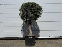 Olijfboom bolvorm l - olea europaea - ca. 40 jaar oud - hoogte ca. 200 cm - afbeelding 1 van  8