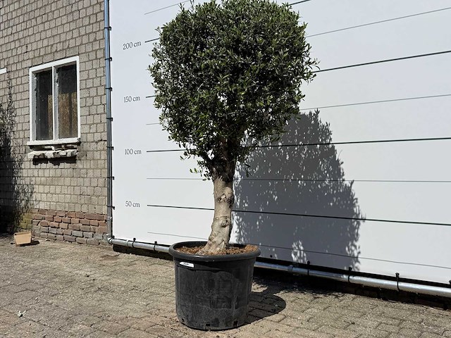Olijfboom bolvorm l - olea europaea - ca. 40 jaar oud - hoogte ca. 200 cm - afbeelding 2 van  8