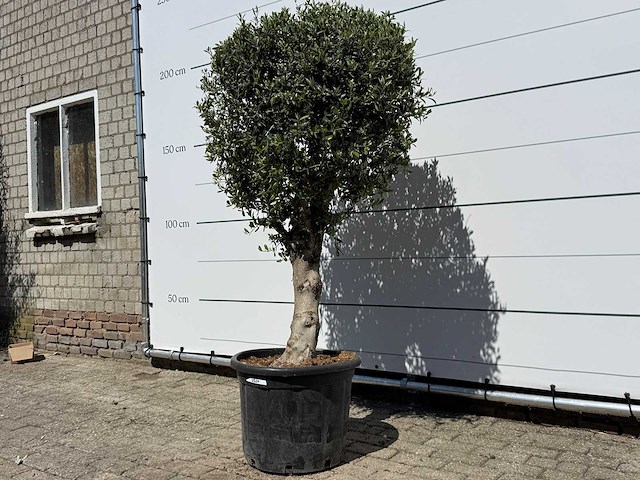 Olijfboom bolvorm l - olea europaea - ca. 40 jaar oud - hoogte ca. 200 cm - afbeelding 3 van  8