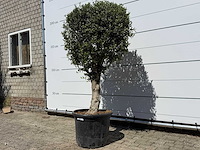 Olijfboom bolvorm l - olea europaea - ca. 40 jaar oud - hoogte ca. 200 cm - afbeelding 3 van  8