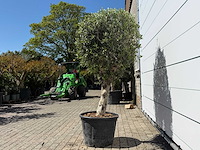 Olijfboom bolvorm l - olea europaea - ca. 40 jaar oud - hoogte ca. 200 cm - afbeelding 4 van  8