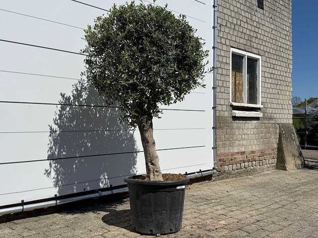 Olijfboom bolvorm l - olea europaea - ca. 40 jaar oud - hoogte ca. 200 cm - afbeelding 5 van  8