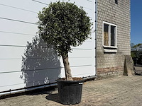 Olijfboom bolvorm l - olea europaea - ca. 40 jaar oud - hoogte ca. 200 cm - afbeelding 5 van  8