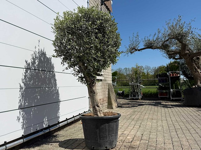 Olijfboom bolvorm l - olea europaea - ca. 40 jaar oud - hoogte ca. 200 cm - afbeelding 6 van  8