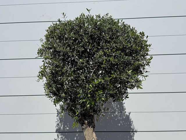 Olijfboom bolvorm l - olea europaea - ca. 40 jaar oud - hoogte ca. 200 cm - afbeelding 7 van  8