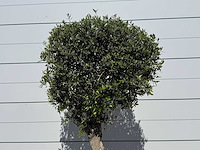 Olijfboom bolvorm l - olea europaea - ca. 40 jaar oud - hoogte ca. 200 cm - afbeelding 7 van  8