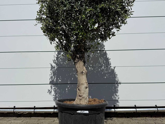 Olijfboom bolvorm l - olea europaea - ca. 40 jaar oud - hoogte ca. 200 cm - afbeelding 8 van  8