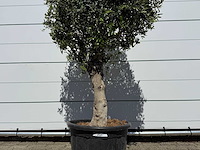 Olijfboom bolvorm l - olea europaea - ca. 40 jaar oud - hoogte ca. 200 cm - afbeelding 8 van  8
