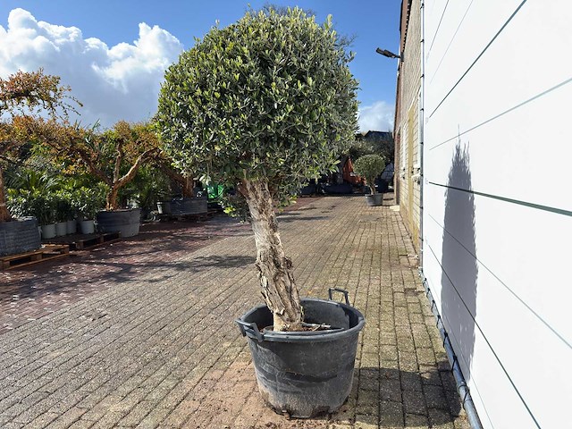 Olijfboom bolvorm l - olea europaea - hoogte ca. 200 cm - afbeelding 1 van  6