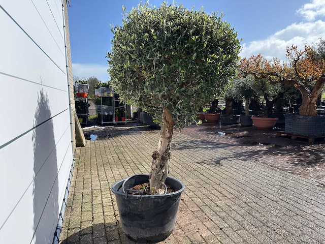 Olijfboom bolvorm l - olea europaea - hoogte ca. 200 cm - afbeelding 3 van  6