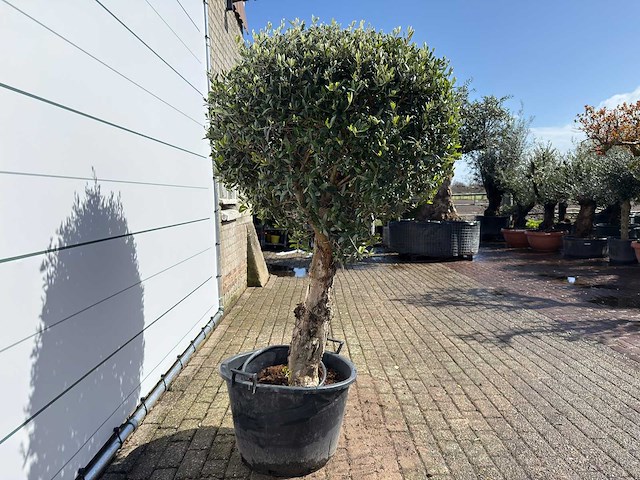 Olijfboom bolvorm l - olea europaea - hoogte ca. 200 cm - afbeelding 4 van  6