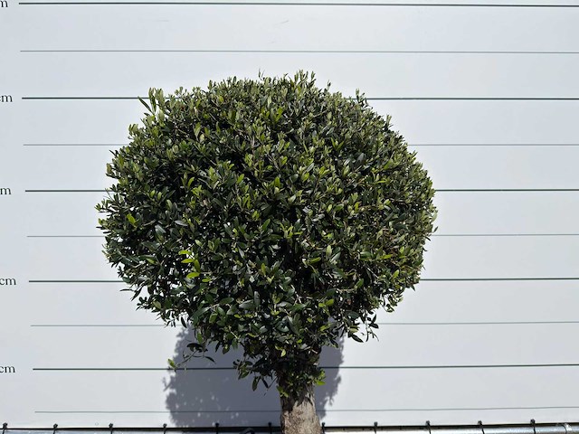 Olijfboom bolvorm l - olea europaea - hoogte ca. 200 cm - afbeelding 5 van  6