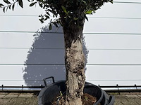 Olijfboom bolvorm l - olea europaea - hoogte ca. 200 cm - afbeelding 6 van  6