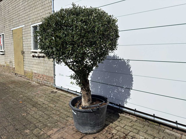 Olijfboom bolvorm l - olea europaea - hoogte ca. 200 cm - afbeelding 1 van  7