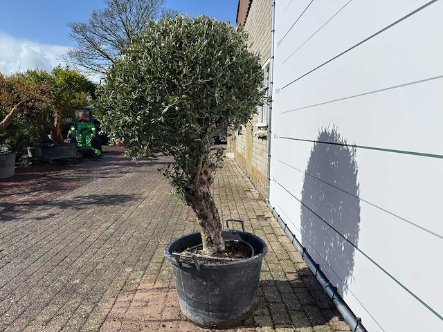 Olijfboom bolvorm l - olea europaea - hoogte ca. 200 cm - afbeelding 2 van  7