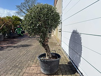 Olijfboom bolvorm l - olea europaea - hoogte ca. 200 cm - afbeelding 2 van  7