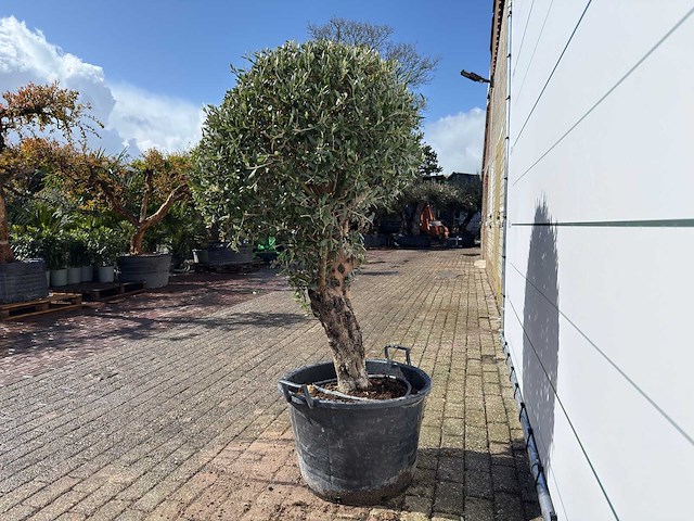 Olijfboom bolvorm l - olea europaea - hoogte ca. 200 cm - afbeelding 3 van  7